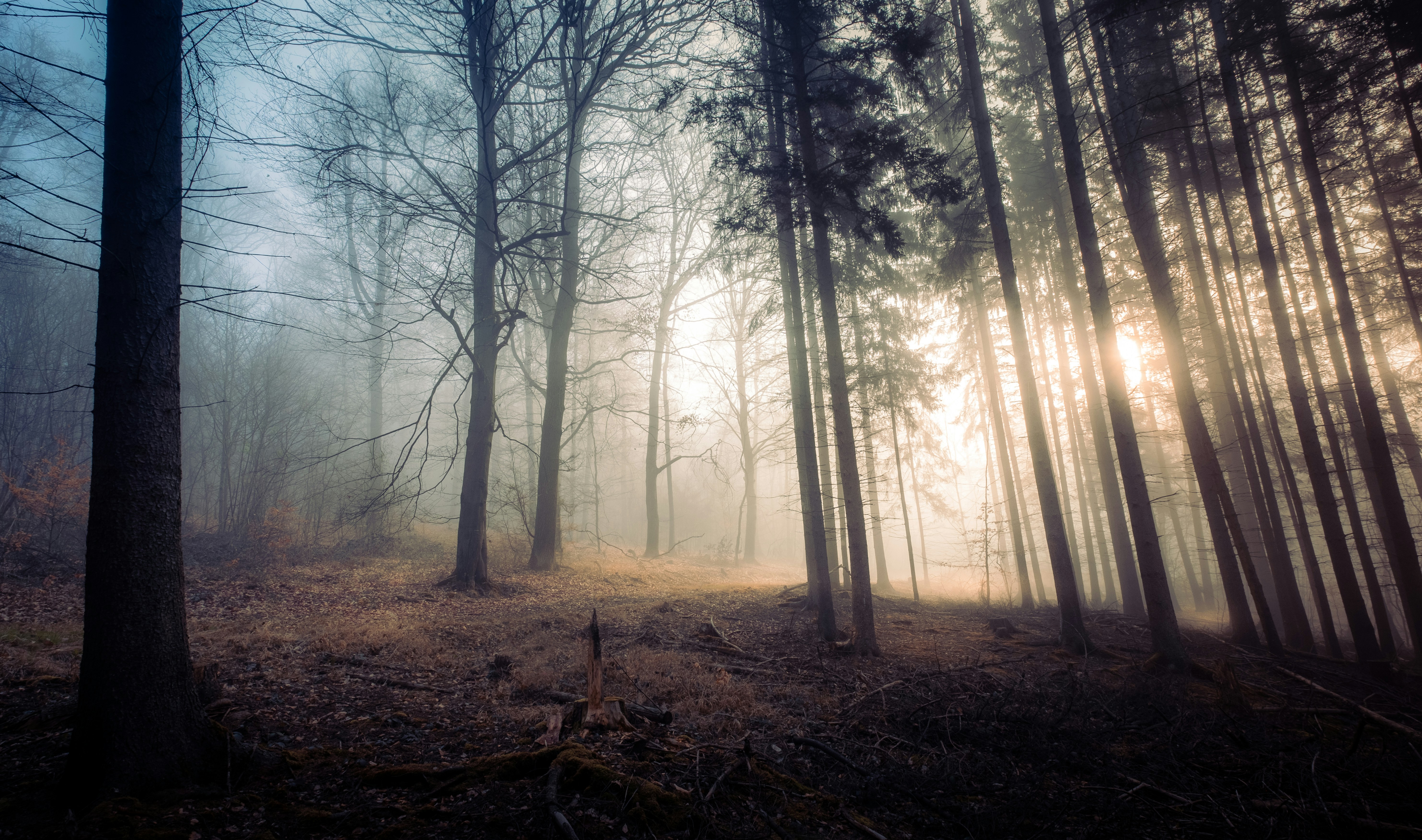 Soft light breaking through a misty, dark forest